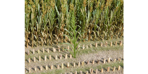 Maisplanten Groen 50 stuks