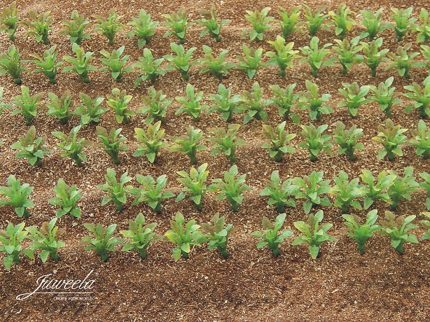 Sugarbeet plants (+/- 2cm high) 25 pieces